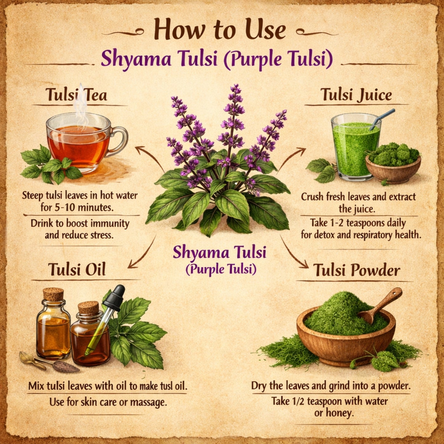 Infographic on how to use Shyama Tulsi with illustrations and text.