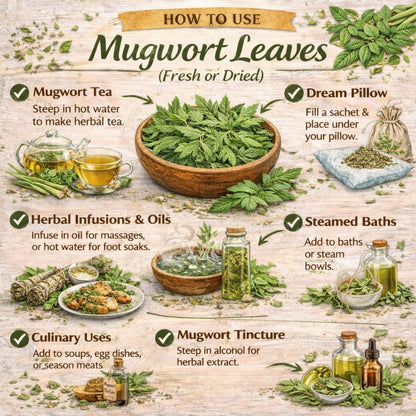 Infographic on how to use mugwort leaves with illustrations and text.