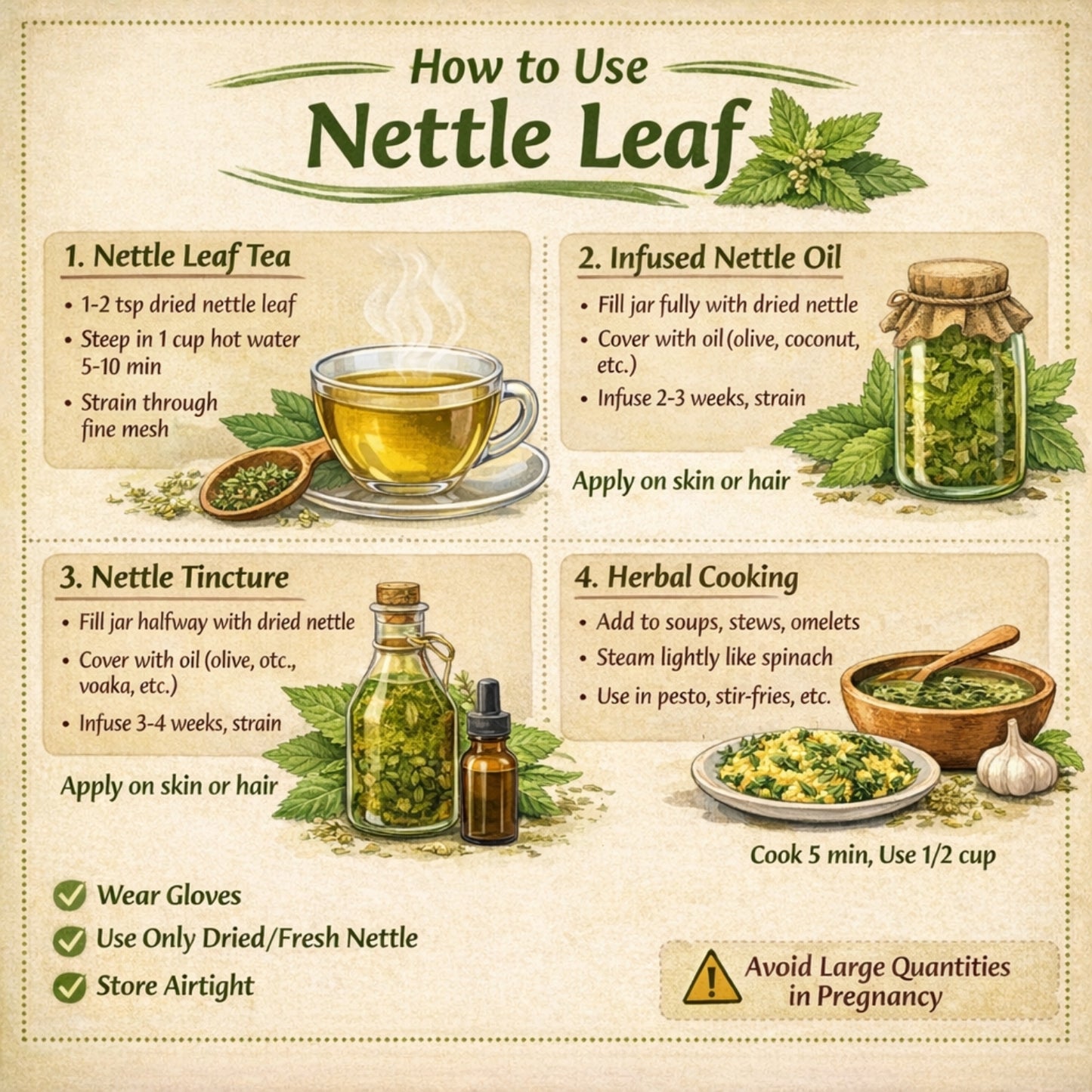 Infographic on how to use nettle leaf with illustrations and text.