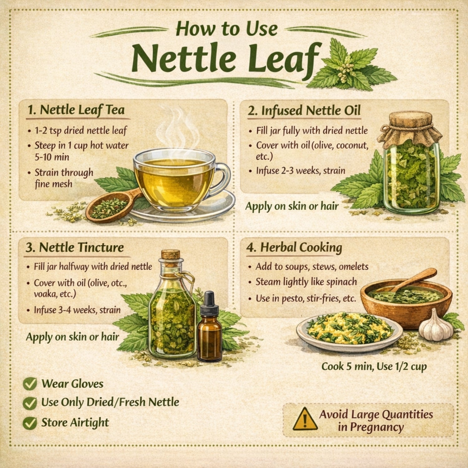 Infographic on how to use nettle leaf with illustrations and text.
