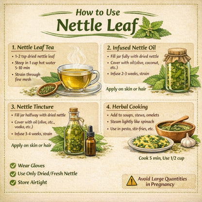 Infographic on how to use nettle leaf with illustrations and text.
