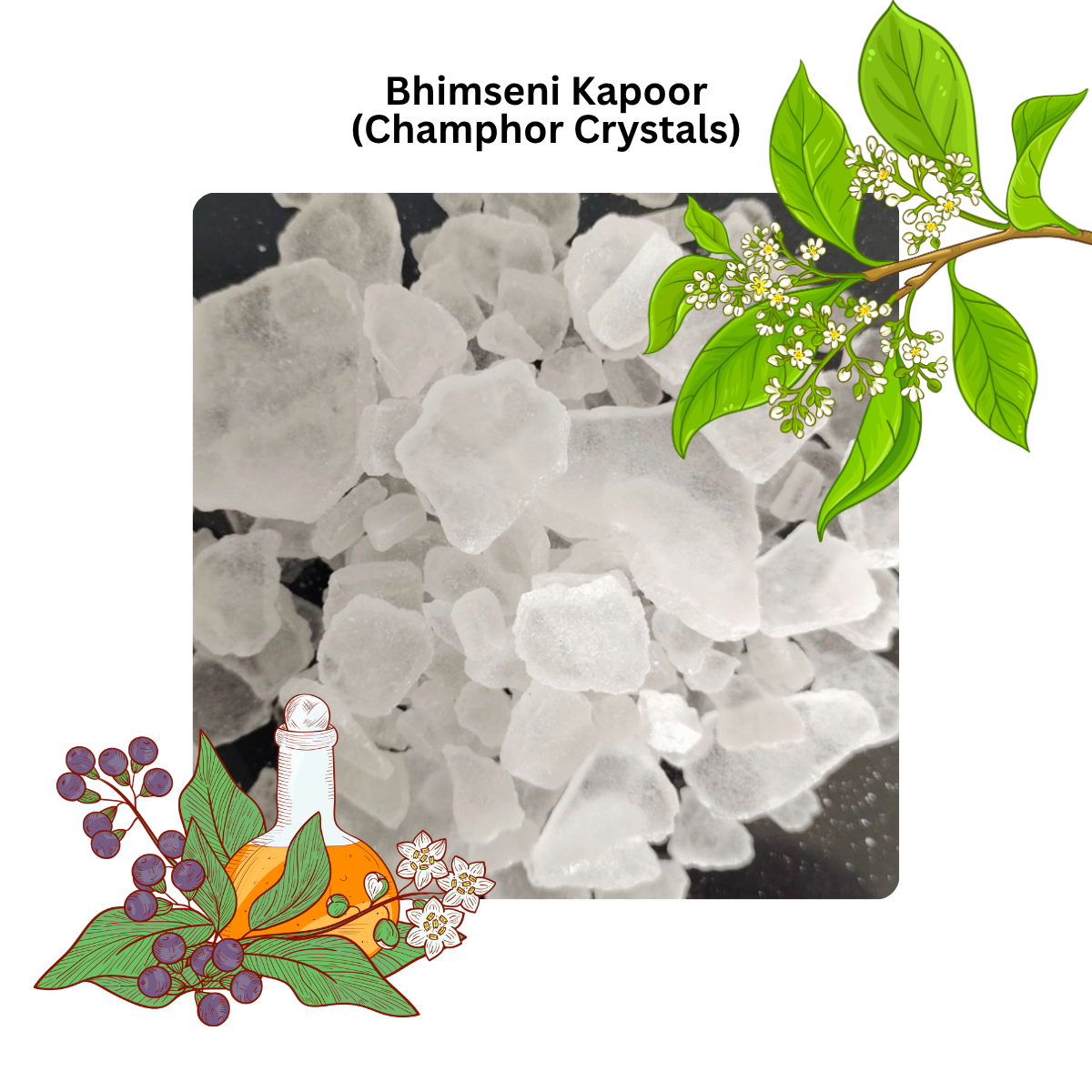 Bhimseni Kapoor - pure camphor crystals with camphor plant leaves and flowers, natural Ayurvedic ingredient by FEMAP