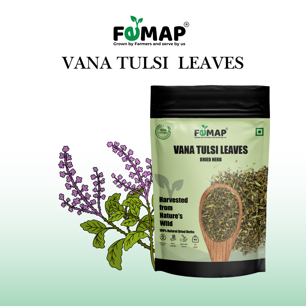 Dried Vana Tulsi Leaves (Ocimum gratissimum) – Pure Natural Herbal Leaves 50gm